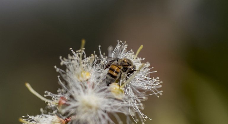 Una abeja recolecta polen en una flor de eucalipto en Bulawayo, Zimbabwe.