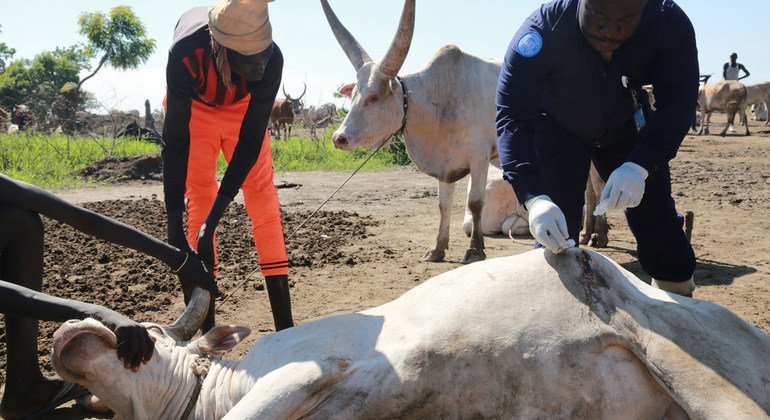 Since April 2017, the Ghanaian Battalion serving with the UN Mission in South Sudan (UNMISS) has been providing much-needed veterinary services to locals in and around Bentiu. 