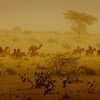 Men on camels and donkeys travel through a dust storm in the desert near the western city of Mao, in the Kanem Region of Chad.