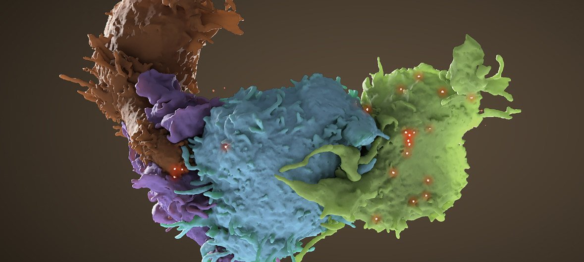 Estructura tridimensional de células T, formadas a partir de células madre en la médula osea, infectadas por el VIH (azul, verde) y no infectadas (marrón, púrpura) interactuando.