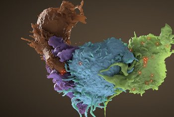 感染的HIV（蓝色，绿色）和未感染（棕色，紫色）的T细胞相互作用的3D结构。