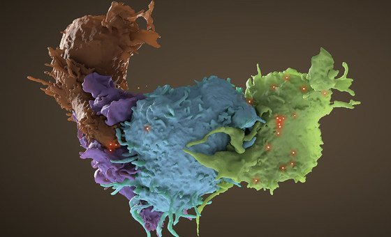 Estrutura 3D de células infetadas com HIV, a verde e azul, interagindo com células não infetadas, a castanho e roxo. 