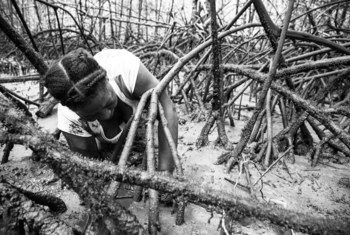 La Asociación de Mujeres Piangüeras del Río Naya extraen las ¨piangüas¨ del manglar, unos pequeños moluscos parecidos a las ostras.