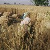 En 2021, la  production de blé a été plus importante que prévu en Argentine et en Australie