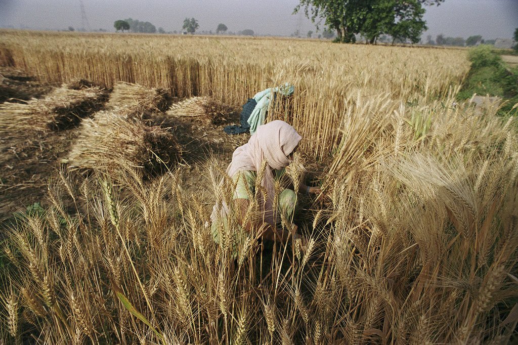Des femmes récoltent du blé, au Bangladesh.