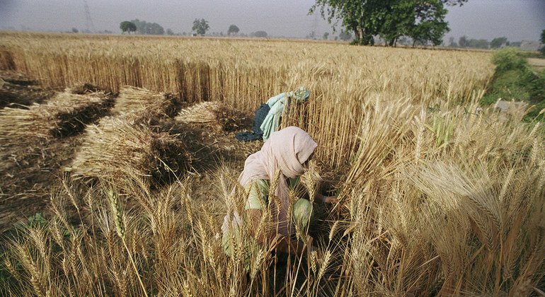 Women harvest wheat, Bangladesh.