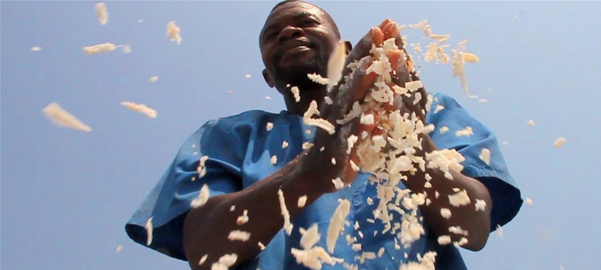 Cassava farmer in the Democratic Republic of the Congo (DRC) yields returns from sustainable farming.