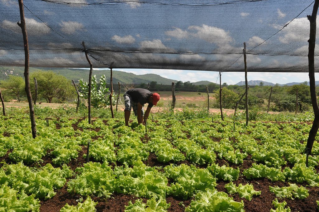 Un projet de la Banque mondiale veut encourager l'agriculture durable au Brésil.