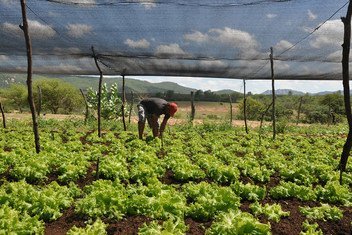 Em países como Brasil e Estados Unidos, tem aumentado o número de pequenas operações agrícolas 