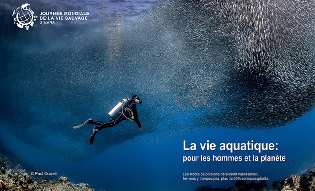 Journée mondiale de la vie sauvage : « La vie aquatique : pour les hommes et la planète »