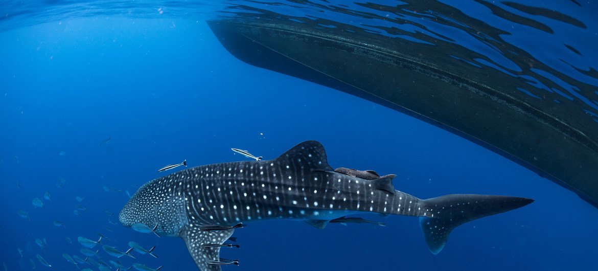 Un tiburón ballena en el sur de Tailandia. El tema de este año para el Día Mundial de la Vida Silvestres es "La vida subacuática, para las personas y el planeta"