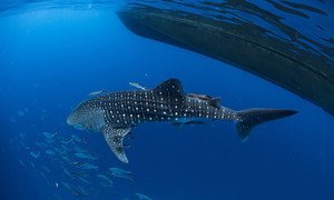 Un tiburón ballena en el sur de Tailandia. El tema de este año para el Día Mundial de la Vida Silvestres es "La vida subacuática, para las personas y el planeta"