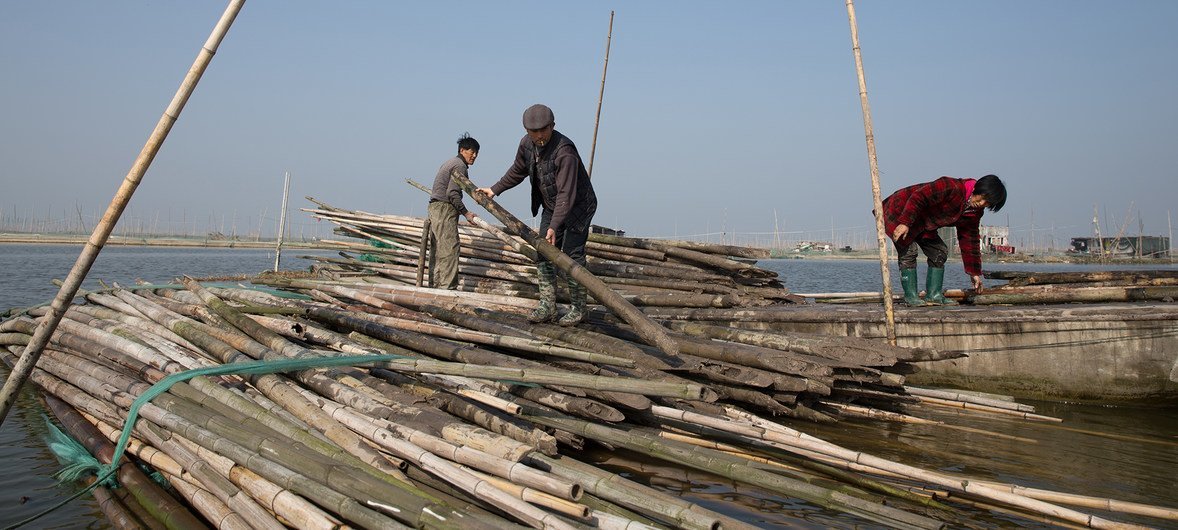 随着围网养鱼的收益率下降，湖北洪湖的渔民明白，解决这个问题不是靠设更多的围网，而是养护洪湖。