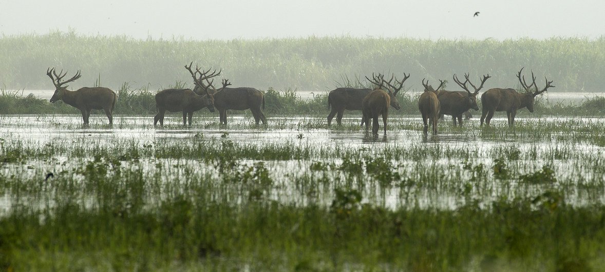中国湖北湿地的麋鹿。 