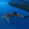 生活在泰国南部海域的鲸鲨。
