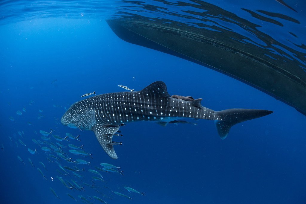 قرش الحوت في جنوب تايلاند. موضوع اليوم العالمي للحياة البرية لعام 2019 هو: "الحياة تحت الماء: للناس والكوكب".