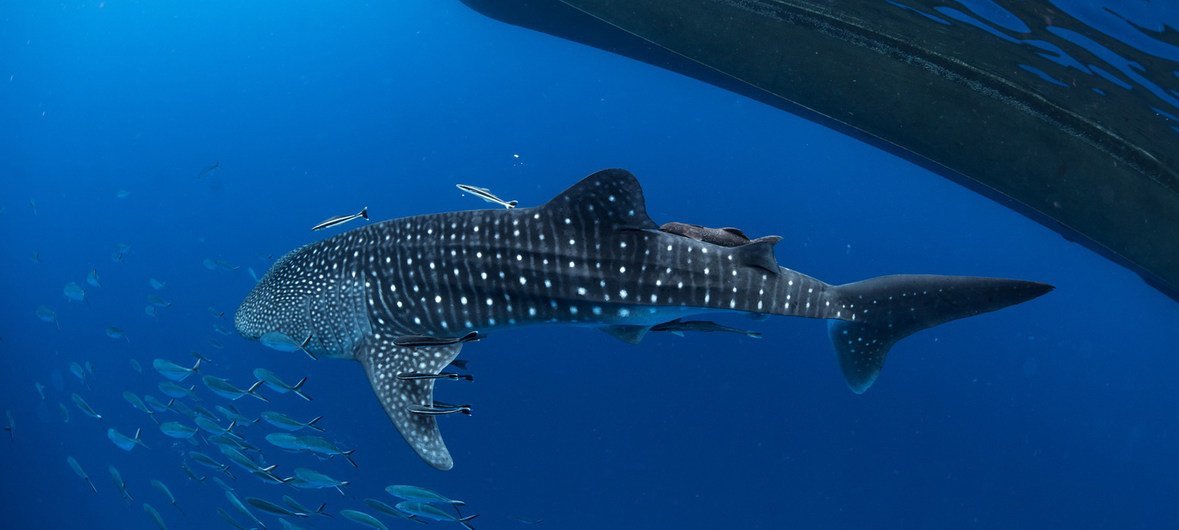 Whale shark in southern Thailand. The theme of the world wildlife day is: 'Life below water: for people and planet'