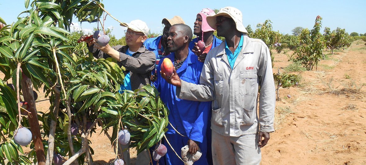 中国专家在纳米比亚指导当地芒果种植