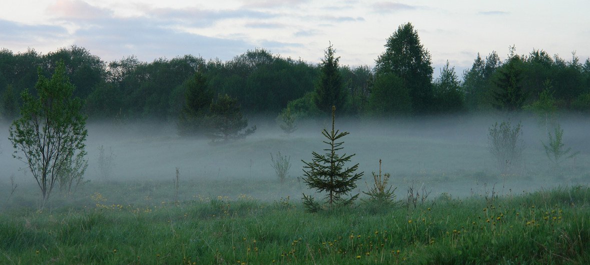 七月，俄罗斯沃洛格达州的森林郁郁葱葱。
