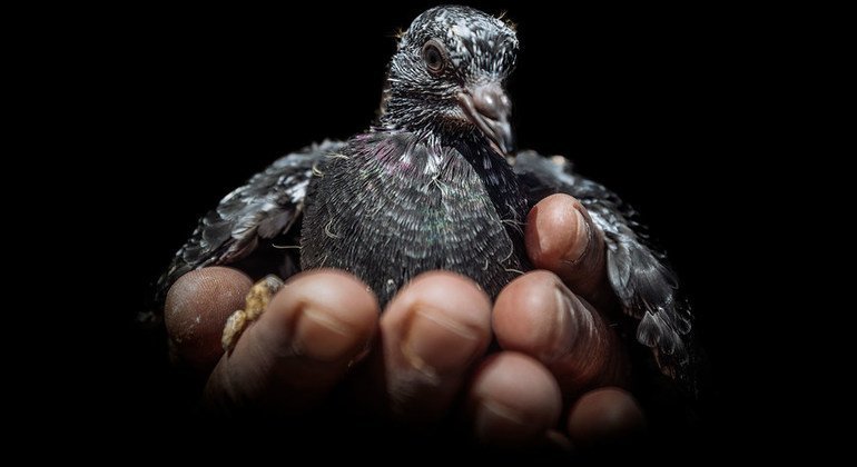 Abu Jassim, internally displaced from Salah al-Din, to Sulaimaniyah, Iraq, couldn't leave without his pigeons.