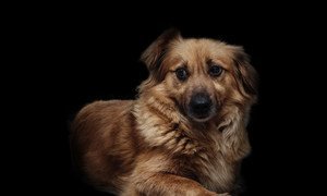 पूर्वी यूक्रेन के डोकुशाएवेस्क से नोव्यी डोनबास विस्थापित होने वालीं वेलेरी ग्रेक अपने कुत्तों को परिवार का हिस्सा मानती हैं. 