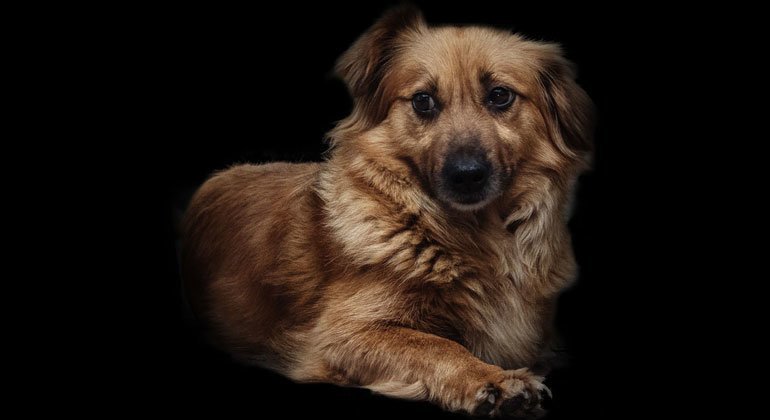 Valerii Grek, internally displaced from Dokuchaevsk, to Novyi Donbas, Ukraine, treats his dogs as members of his family.