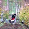 Worker pruning fruit trees in South Africa.