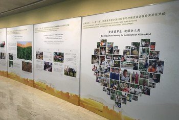 中国常驻联合国代表团在纽约联合国总部举办与“一带一路”倡议有关的菌草种植惠及沿线国家人民的展览。