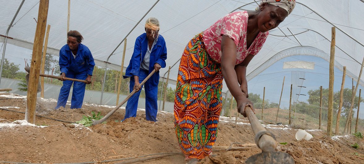 Women in Zambia work inside a greenhouse to increase the production of vegetables for sale at a local market.