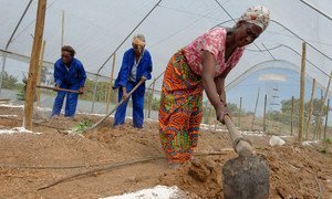 Women in Zambia work inside a greenhouse to increase the production of vegetables for sale at a local market.