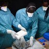 Des experts examinent un chargement de cocaïne en Guinée-Bissau