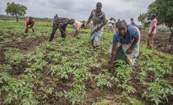 In tropical countries like Malawi, people who work outdoors are particularly susceptible to lightning strikes. (November 2018) 