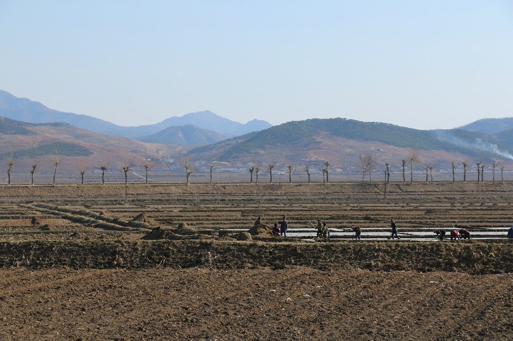 Des agriculteurs préparent la terre pour la culture du riz dans le comté de Sinchon, dans la province de Hwanghae Sud, en République populaire démocratique de Corée. (Avril 2019). Le PAM va envoyer 50.000 tonnes de riz à la Corée du Nord