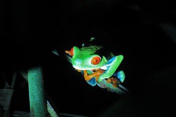 哥斯达黎加的一种青蛙。