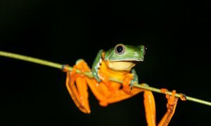 Splendid Leaf Frog, Ecuador. (19 January 2015)