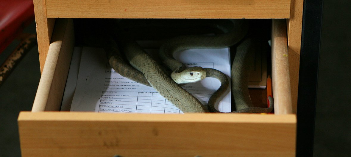 Una mamba negra, una serpiente cuya picadura es moral, escondida en un cajón. 