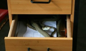 A deadly black mamba snake finds it way into a desk draw.(file 2009)