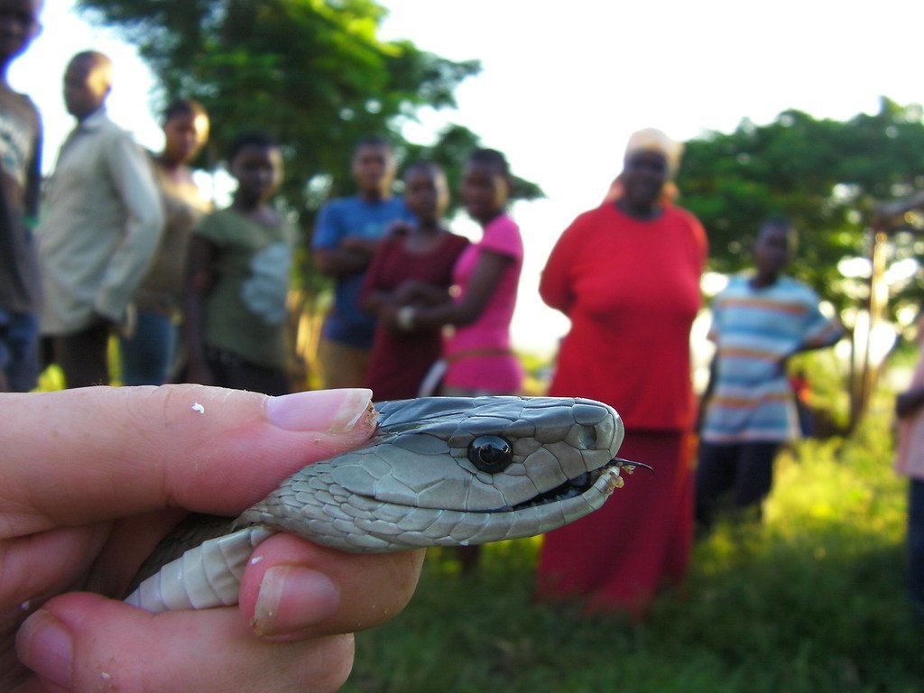 世卫组织表示，对埃斯瓦蒂尼民众进行蛇类和避免蛇咬伤的知识教育是有效预防和控制的关键。（2011年资料图片）