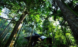 国际森林摄影大赛获奖作品之一，印度尼西亚的达玛树林，达玛树的树脂是制作上光油和清漆等多种产品的原料。