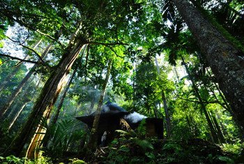 国际森林摄影大赛获奖作品之一，印度尼西亚的达玛树林，达玛树的树脂是制作上光油和清漆等多种产品的原料。