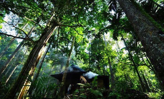 Bosque de Pahmung krui Damar en Indonesia, una de las imágenes ganadoras del Concurso Internacional de Fotografía de los Bosques.