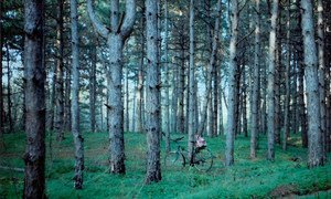 My favorite place by Olga Lavrushko, Ukraine. One of the winners of the International Forest Photograph Contest.