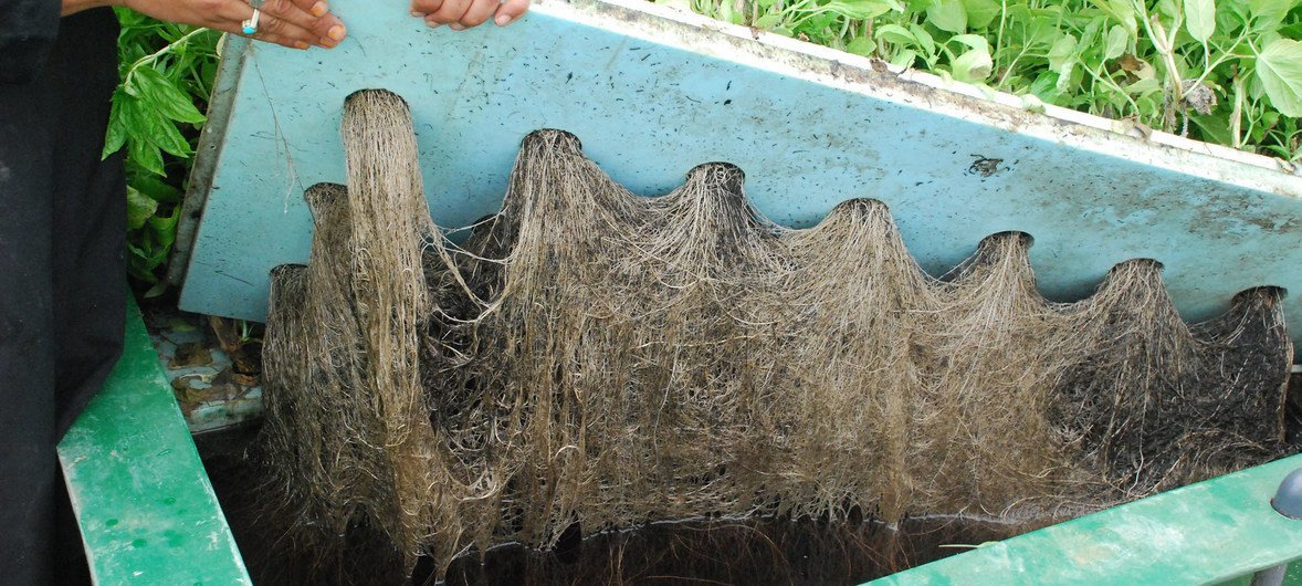 Integrated agri-aquaculture farms in the Near East and North Africa Region use aquaponics’ soilless aquacultureto grow high quality lettuce from water fertilized by fish.