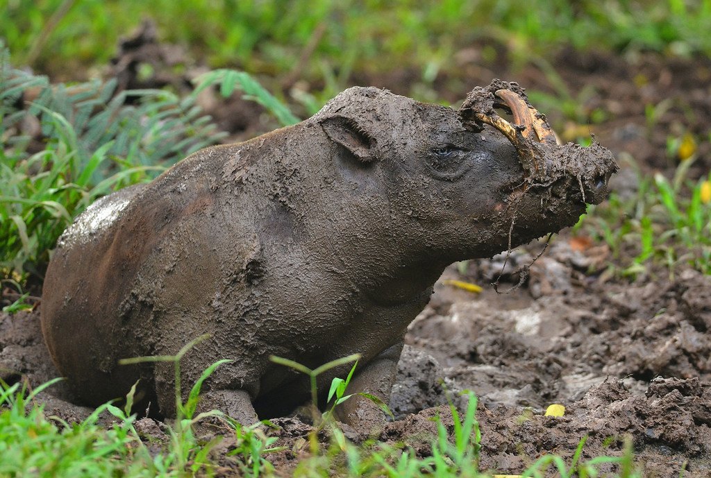 Babirusa, aina ya nguruwe mwitu aliye hatarini kutoweka, hupumzika kwenye matope katika makazi yake ya asili.