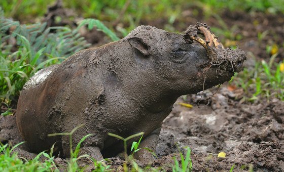 The babirusa lives in isolated parts of the Indonesian island of Sulawesi, as well as several nearby islands, and is now mainly restricted to protected areas.