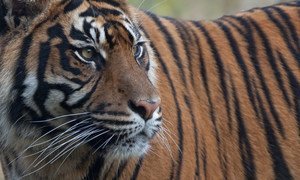 Sumatran tigers are found only on the Indonesian island of Sumatra, where less than 400 exist today.