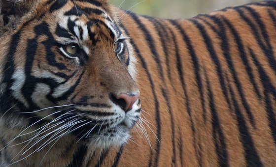Hoje, como aponta o Programa da ONU para o Meio Ambiente, Pnuma, a população de tigres é de apenas 7% do que era. 