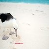 Plastic pollution is harmful to the Albatross bird. Many of them accidentally eat plastic and other marine debris floating in the ocean, mistaking it for food.