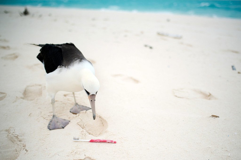 塑料污染对信天翁鸟有害。许多鸟儿不小心吃掉漂浮在海洋中的塑料和其他海洋垃圾，将其误认为是食物。