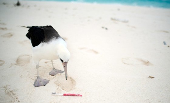 Птицы заглатывают частицы пластика, принимая их за пищу. 